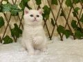 NY1233 British Shorthair Golden Point Dişi