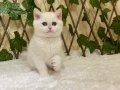 NY1233 British Shorthair Golden Point Dişi