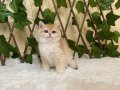 NY12 Dişi İrina British Shorthair Golden