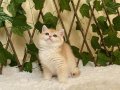 NY12 Dişi İrina British Shorthair Golden