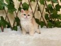 NY12 Dişi İrina British Shorthair Golden