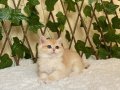 NY12 Dişi İrina British Shorthair Golden