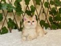 NY12 Dişi İrina British Shorthair Golden