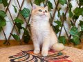 NY12 Dişi British Shorthair Golden