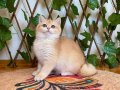 NY12 Dişi British Shorthair Golden