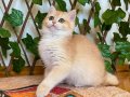 NY12 Dişi British Shorthair Golden