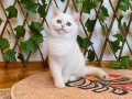 NY1233 Dişi British Shorthair Golden Point