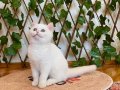 NY1233 Dişi British Shorthair Golden Point
