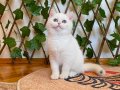 NY1233 Dişi British Shorthair Golden Point