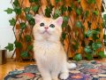 British Shorthair Golden NY12 Dişi
