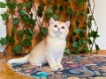 British Shorthair Golden NY12 Dişi