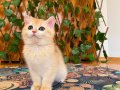 British Shorthair Golden NY12 Dişi