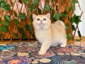 British Shorthair Golden NY12 Dişi