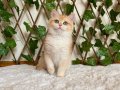 NY12 Dişi İrina British Shorthair Golden