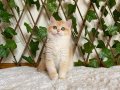 NY12 Dişi İrina British Shorthair Golden
