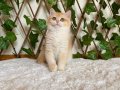NY12 Dişi İrina British Shorthair Golden