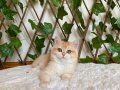NY12 Dişi İrina British Shorthair Golden