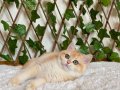 NY12 Dişi İrina British Shorthair Golden
