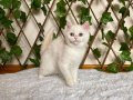 NY1233 Dişi British Shorthair Golden Point