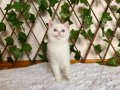 NY1233 Dişi British Shorthair Golden Point
