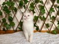NY1233 Dişi British Shorthair Golden Point
