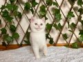 NY1233 Dişi British Shorthair Golden Point