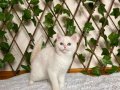 NY1233 Dişi British Shorthair Golden Point