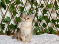 NY25 Dişi British Shorthair Golden 