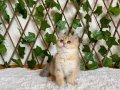 NY25 Dişi British Shorthair Golden 