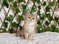 NY25 Dişi British Shorthair Golden 