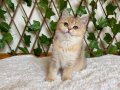 NY25 Dişi British Shorthair Golden 