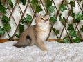 NY25 Dişi British Shorthair Golden 