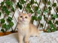 NY12 Dişi British Shorthair Golden
