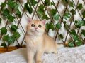 NY12 Dişi British Shorthair Golden