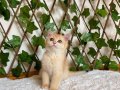NY12 Dişi British Shorthair Golden