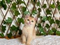 NY12 Dişi British Shorthair Golden