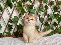 NY12 Dişi British Shorthair Golden
