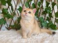 British Shorthair Golden NY12 Dişi