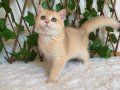 British Shorthair Golden NY12 Dişi