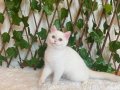 NY1233 Dişi British Shorthair Golden Point