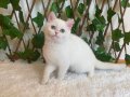 NY1233 Dişi British Shorthair Golden Point