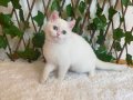 NY1233 Dişi British Shorthair Golden Point