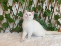 NY1233 Dişi British Shorthair Golden Point