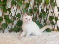 NY1233 Dişi British Shorthair Golden Point