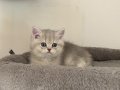 Ayı Kafa British Shorthair Erkek AY renk kodu