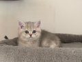 Ayı Kafa British Shorthair Erkek AY renk kodu