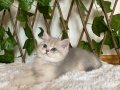 Ayı Kafa British Shorthair Erkek AY renk kodu