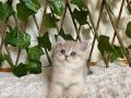 Ayı Kafa British Shorthair Erkek AY renk kodu