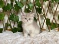 Ayı Kafa British Shorthair Erkek AY renk kodu