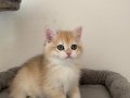 NY12 Erkek British Shorthair Golden